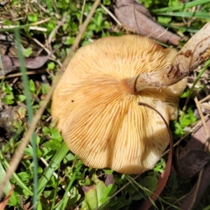 Armillaria sp. at South East Forest National Park - 18 Jan 2024