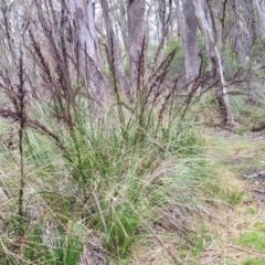 Gahnia sieberiana (Red-fruit Saw-sedge) at Glen Allen, NSW - 18 Jan 2024 by trevorpreston