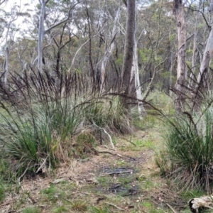 Gahnia sieberiana at South East Forest National Park - 18 Jan 2024