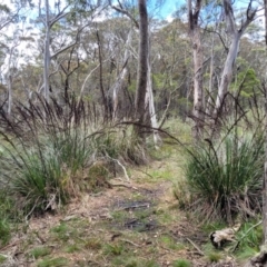 Gahnia sieberiana at South East Forest National Park - 18 Jan 2024