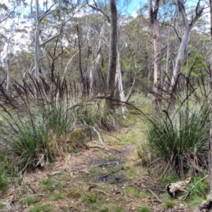 Gahnia sieberiana at South East Forest National Park - 18 Jan 2024