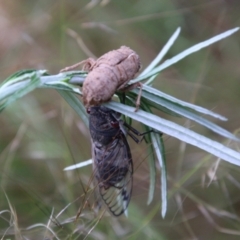 Psaltoda moerens (Redeye cicada) at Hughes Grassy Woodland - 24 Nov 2020 by LisaH