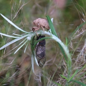 Psaltoda moerens at Red Hill to Yarralumla Creek - 24 Nov 2020