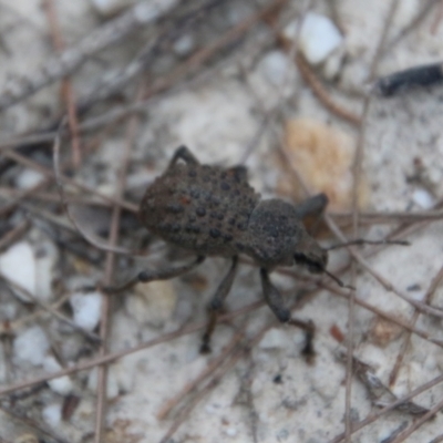 Unidentified Beetle (Coleoptera) by LisaH