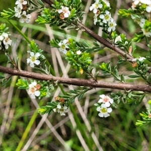 Baeckea utilis at South East Forest National Park - 18 Jan 2024