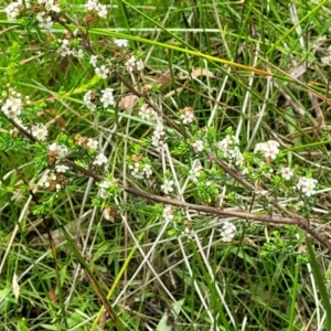 Baeckea utilis at South East Forest National Park - 18 Jan 2024