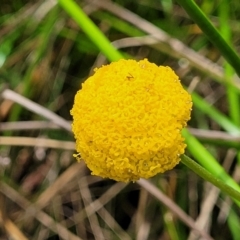 Craspedia sp. (Billy Buttons) at Glen Allen, NSW - 18 Jan 2024 by trevorpreston