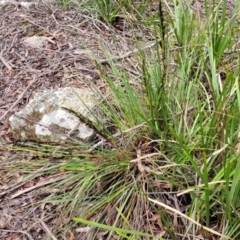 Gahnia subaequiglumis at South East Forest National Park - 18 Jan 2024 by trevorpreston