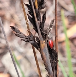 Gahnia subaequiglumis at South East Forest National Park - 18 Jan 2024 01:52 PM