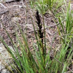 Gahnia subaequiglumis at South East Forest National Park - 18 Jan 2024