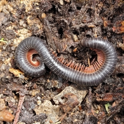 Diplopoda (class) (Unidentified millipede) at Nunnock Swamp - 18 Jan 2024 by trevorpreston
