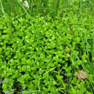 Gratiola peruviana at South East Forest National Park - 18 Jan 2024