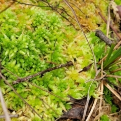 Sphagnum sp. (genus) (Sphagnum moss) at Nunnock Swamp - 18 Jan 2024 by trevorpreston