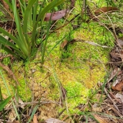 Sphagnum sp. (genus) at South East Forest National Park - 18 Jan 2024