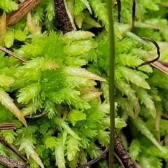 Sphagnum sp. (genus) at South East Forest National Park - 18 Jan 2024