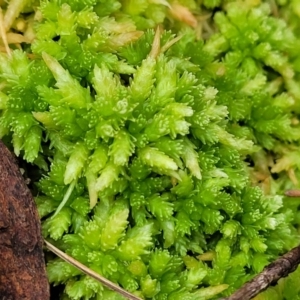 Sphagnum sp. (genus) at South East Forest National Park - 18 Jan 2024