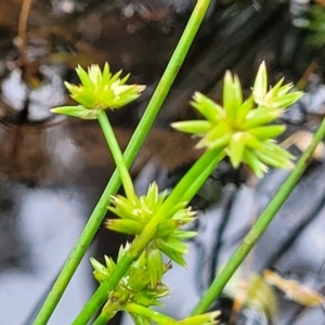 Juncus fockei at South East Forest National Park - 18 Jan 2024