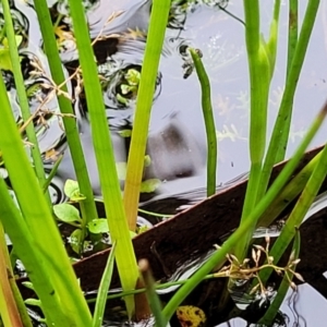 Juncus fockei at South East Forest National Park - 18 Jan 2024