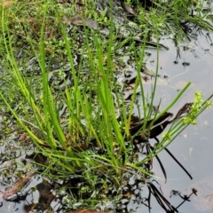 Juncus fockei at South East Forest National Park - 18 Jan 2024