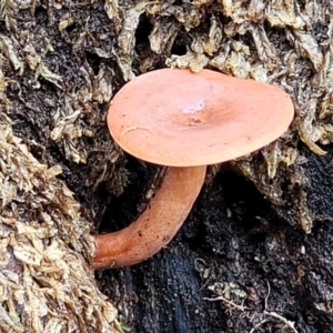 Lactarius eucalypti at South East Forest National Park - 18 Jan 2024