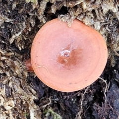 Lactarius eucalypti at South East Forest National Park - 18 Jan 2024