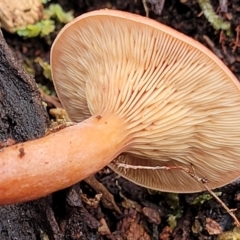 Lactarius eucalypti at South East Forest National Park - 18 Jan 2024