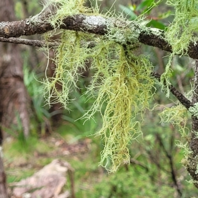 Usnea sp. (genus) (Bearded lichen) at Nunnock Swamp - 18 Jan 2024 by trevorpreston