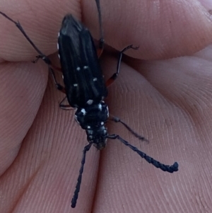 Distichocera thomsonella at Molonglo River Reserve - 18 Jan 2024