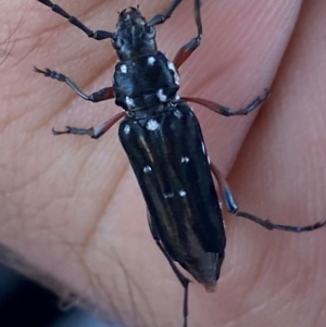 Distichocera thomsonella at Molonglo River Reserve - 18 Jan 2024