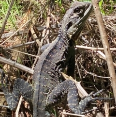 Unidentified Dragon at Weston, ACT - 18 Jan 2024 by SteveBorkowskis