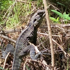 Intellagama lesueurii howittii at Molonglo River Reserve - 18 Jan 2024 02:00 PM