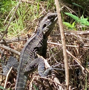 Intellagama lesueurii howittii at Molonglo River Reserve - 18 Jan 2024 02:00 PM