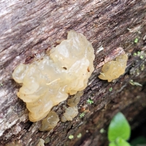 Tremella sp. at South East Forest National Park - 18 Jan 2024