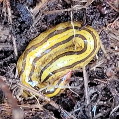 Artioposthia howitti (Howitt's planarian) at Glen Allen, NSW - 18 Jan 2024 by trevorpreston