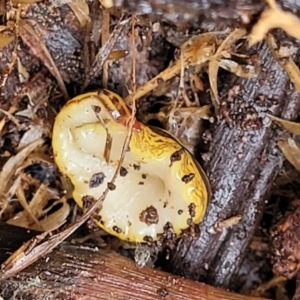 Artioposthia howitti at South East Forest National Park - 18 Jan 2024