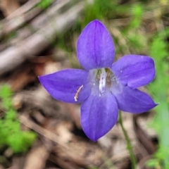 Wahlenbergia stricta subsp. stricta (Tall Bluebell) at Glen Allen, NSW - 18 Jan 2024 by trevorpreston