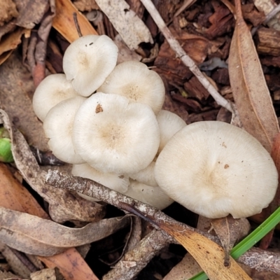 Unidentified Cap on a stem; gills below cap [mushrooms or mushroom-like] at Nunnock Swamp - 18 Jan 2024 by trevorpreston