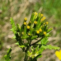 Senecio biserratus (Jagged Fireweed) at Glen Allen, NSW - 18 Jan 2024 by trevorpreston