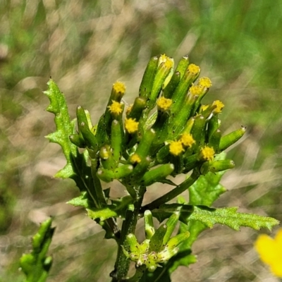 Senecio biserratus (Jagged Fireweed) at Glen Allen, NSW - 18 Jan 2024 by trevorpreston