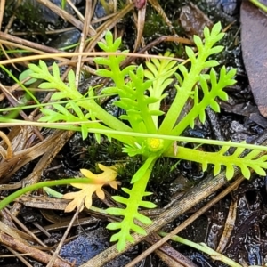 Cotula alpina at South East Forest National Park - 18 Jan 2024