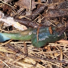 Caenoplana spenceri at South East Forest National Park - suppressed