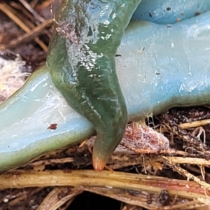 Caenoplana spenceri at South East Forest National Park - suppressed