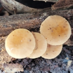 Unidentified Cap on a stem; gills below cap [mushrooms or mushroom-like] at Glen Allen, NSW - 18 Jan 2024 by trevorpreston