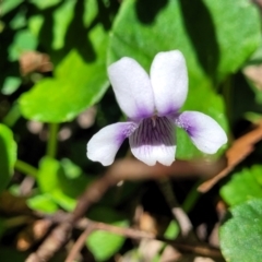 Viola hederacea (Ivy-leaved Violet) at South East Forest National Park - 18 Jan 2024 by trevorpreston