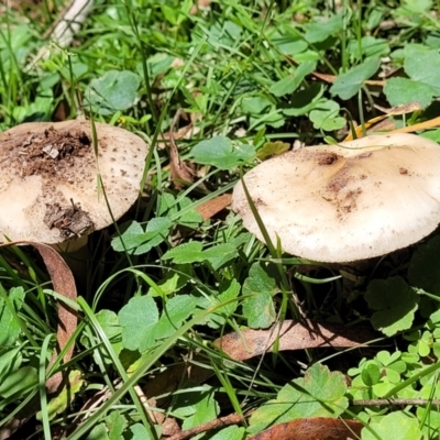Unidentified Cap on a stem; gills below cap [mushrooms or mushroom-like] at Tantawangalo, NSW - 18 Jan 2024 by trevorpreston
