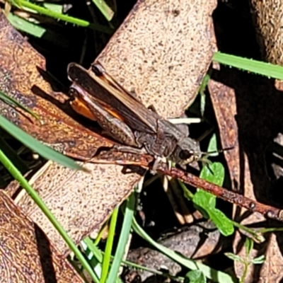 Cryptobothrus chrysophorus (Golden Bandwing) at South East Forest National Park - 18 Jan 2024 by trevorpreston