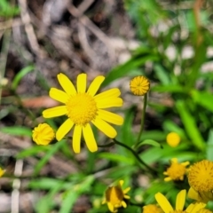 Senecio madagascariensis (Madagascan Fireweed, Fireweed) at South East Forest National Park - 18 Jan 2024 by trevorpreston