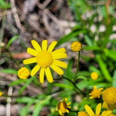 Senecio madagascariensis (Madagascan Fireweed, Fireweed) at South East Forest National Park - 18 Jan 2024 by trevorpreston