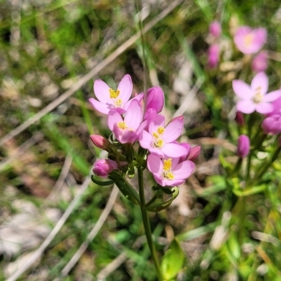 Centaurium erythraea (Common Centaury) at South East Forest National Park - 18 Jan 2024 by trevorpreston