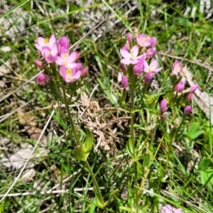 Centaurium erythraea at South East Forest National Park - 18 Jan 2024 12:50 PM